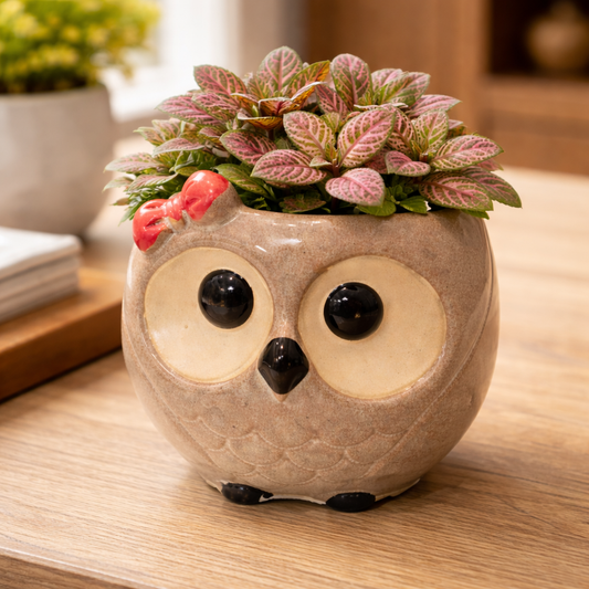House of Elegance Hub Cute Owl Ceramic Planter | Small Decorative Owl Pot for Succulents & Indoor Plants | Tabletop Home Décor Planter (6.5 cm)