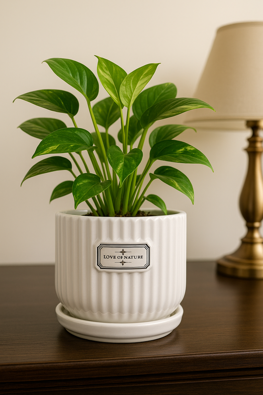 Elegant White Ribbed Ceramic Planter – 4x4 Inch | Luxury Indoor Plant Pot with “Love of Nature” Label | HouseOfEleganceHub | Premium Export Collection | Designer Ceramic Planter for Home & Office Décor