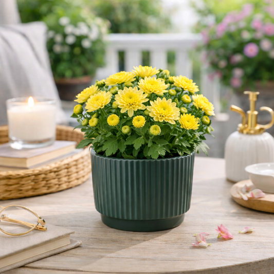 House of Eleganve Hub Green Premium Porcelain Ceramic Planter Pot for Indoor Plants | 12 cm Round Ribbed Design | Modern Decorative Flower Pot for Home, Office & Living Room