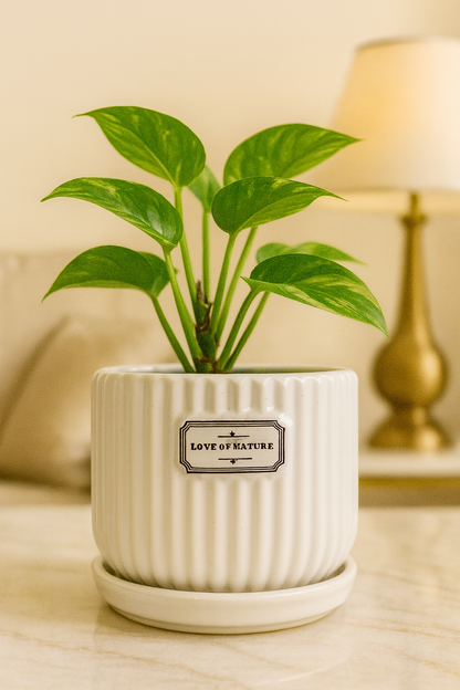 Elegant White Ribbed Ceramic Planter – 4x4 Inch | Luxury Indoor Plant Pot with “Love of Nature” Label | HouseOfEleganceHub | Premium Export Collection | Designer Ceramic Planter for Home & Office Décor