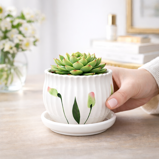 House of Elegance Hub 4 Inch Ceramic Planter Pot with Attached Saucer Tray | Premium Imported Ceramic Indoor Plant Pot for Succulents, Cactus & Bonsai | Decorative Small Flower Pot for Home, Office, Desk & Table Decor (White)