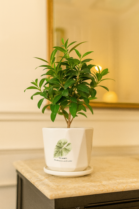 Premium Handcrafted White Ceramic Planter with Leaf Motif – 3.5x4 Inch | Elegant Small Indoor Plant Pot | HouseOfEleganceHub | Luxury Export Collection | Designer Ceramic Planter for Home & Office