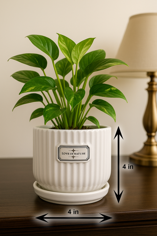 Elegant White Ribbed Ceramic Planter – 4x4 Inch | Luxury Indoor Plant Pot with “Love of Nature” Label | HouseOfEleganceHub | Premium Export Collection | Designer Ceramic Planter for Home & Office Décor